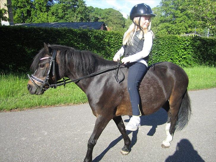 Welsh Mountain (sec A) Englyst Flame  - på vej hyggetur i skoven  billede 7