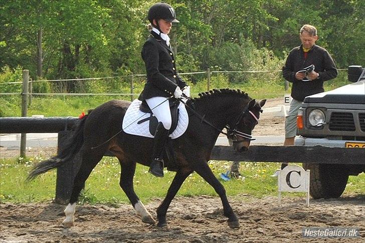 Welsh Mountain (sec A) Englyst Flame  - mig og flamme d. 22/5 på SØG :) taget af Emilie R. billede 9