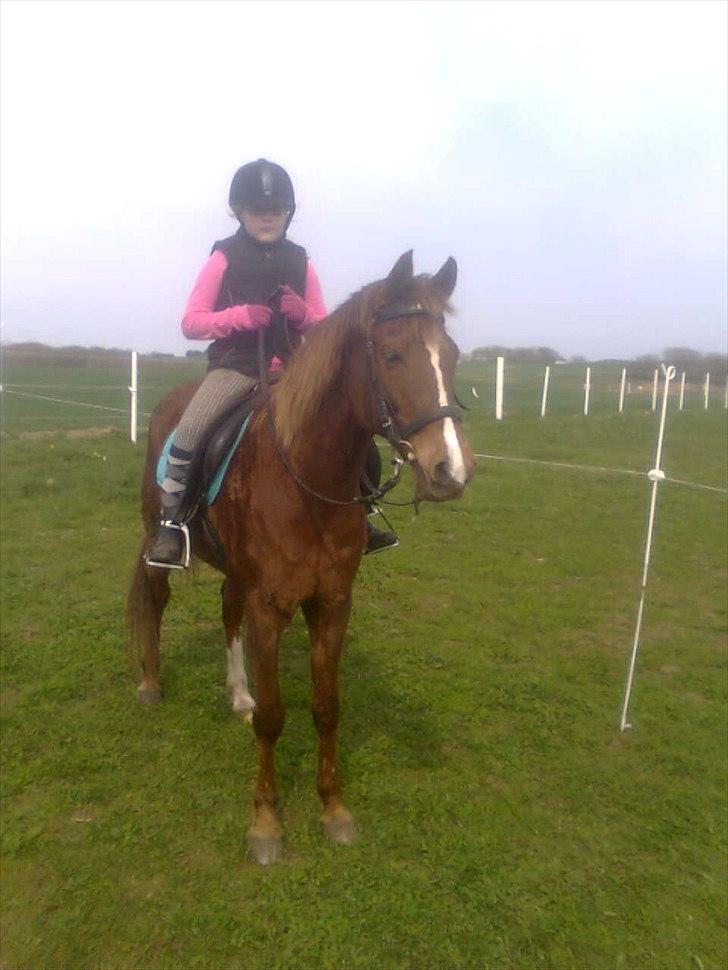 Hollandsk Sportspony Essy - pensionist - Jubii endelig sommer billede 3