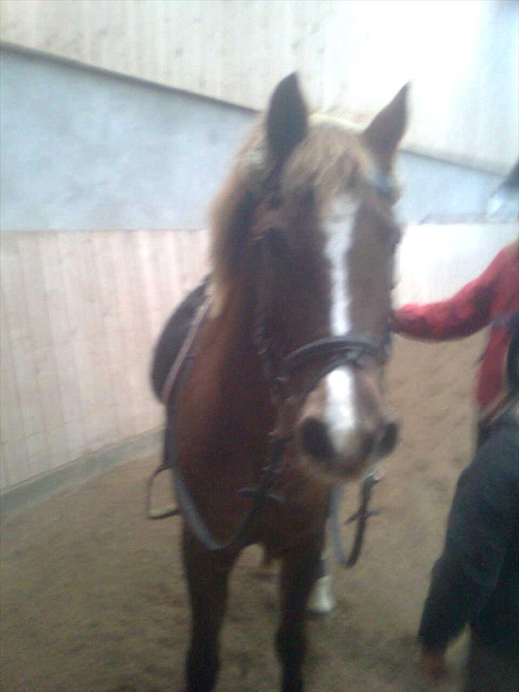 Hollandsk Sportspony Essy - pensionist - Hejsa :O) billede 4