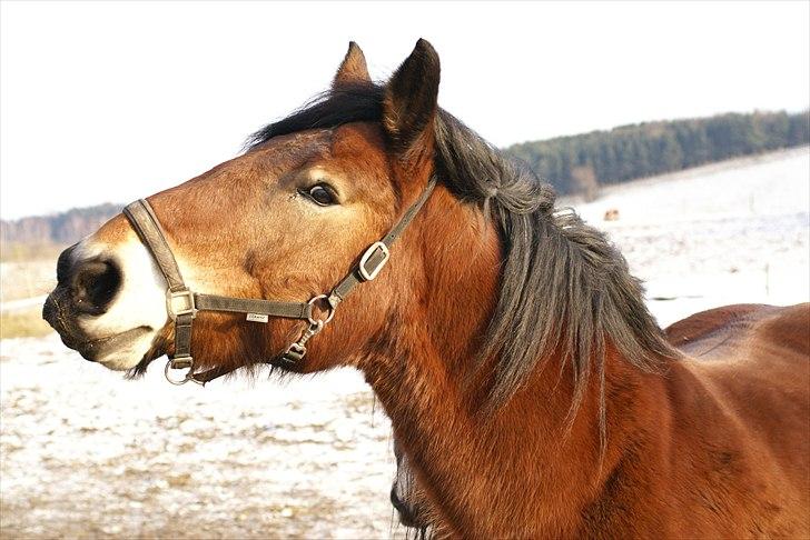 Belgier Malibu - feb 2011 billede 1