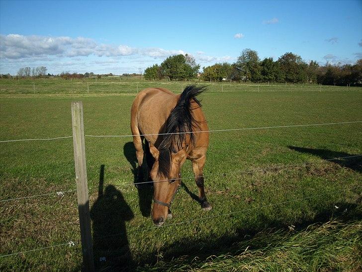 Anden særlig race Freja billede 9