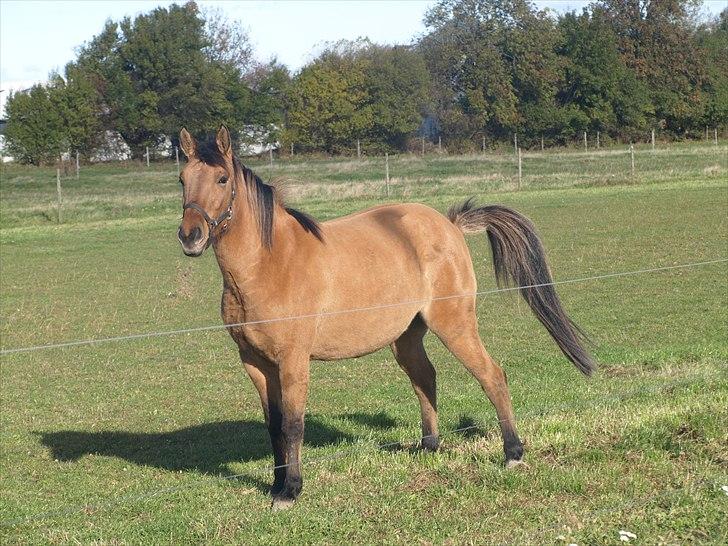Anden særlig race Freja billede 10