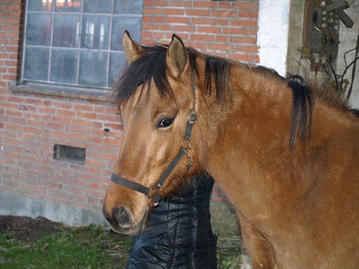 Anden særlig race Freja billede 12