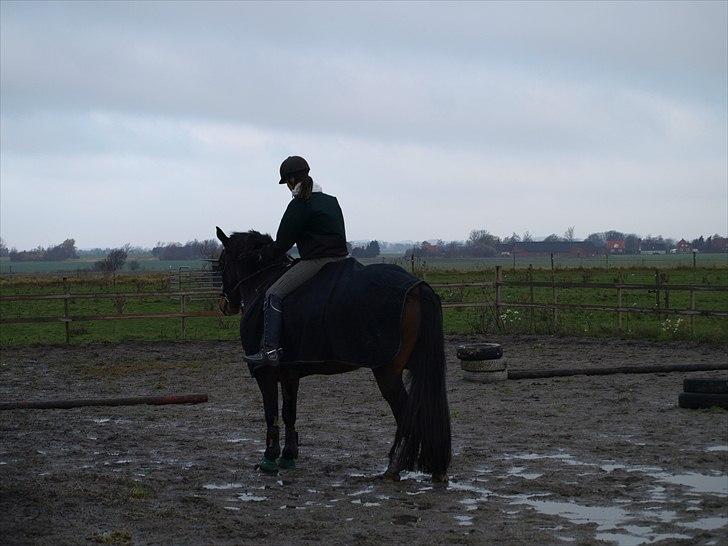 Anden særlig race Macho billede 14