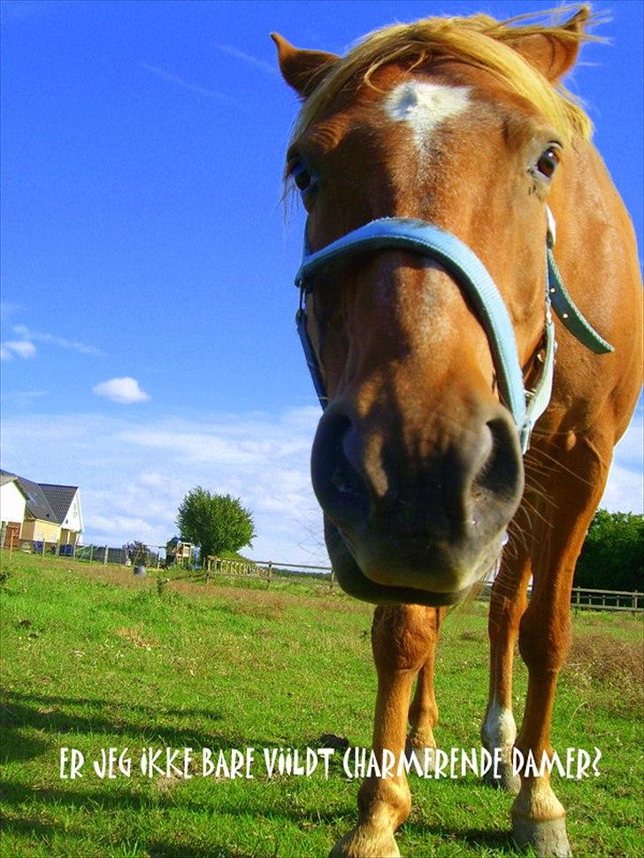 Anden særlig race Picasso billede 5