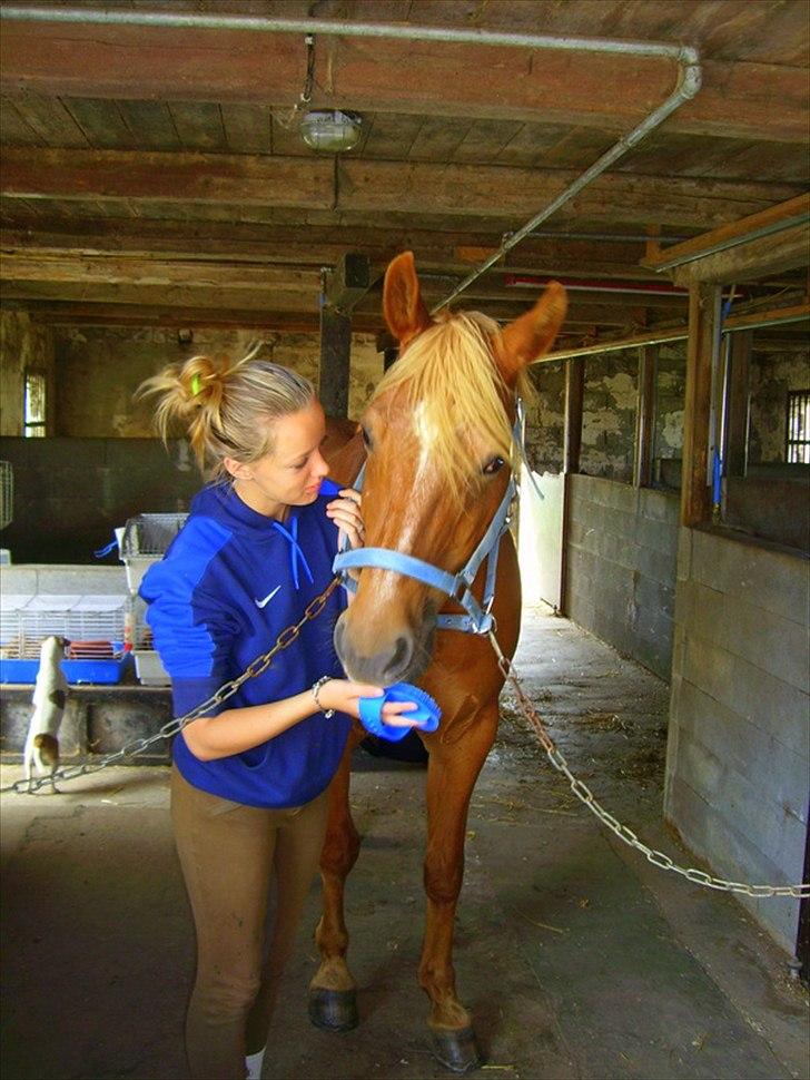 Anden særlig race Picasso billede 7