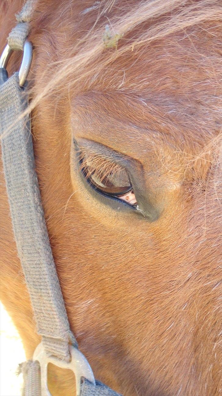 Anden særlig race Picasso - Forår billede 8