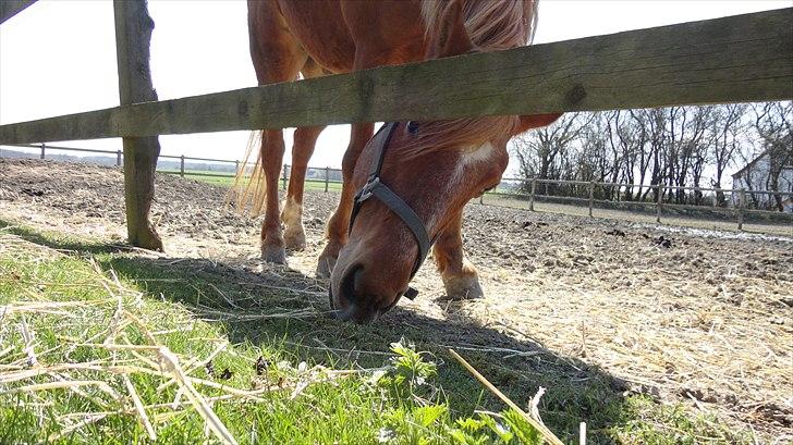 Anden særlig race Picasso billede 9