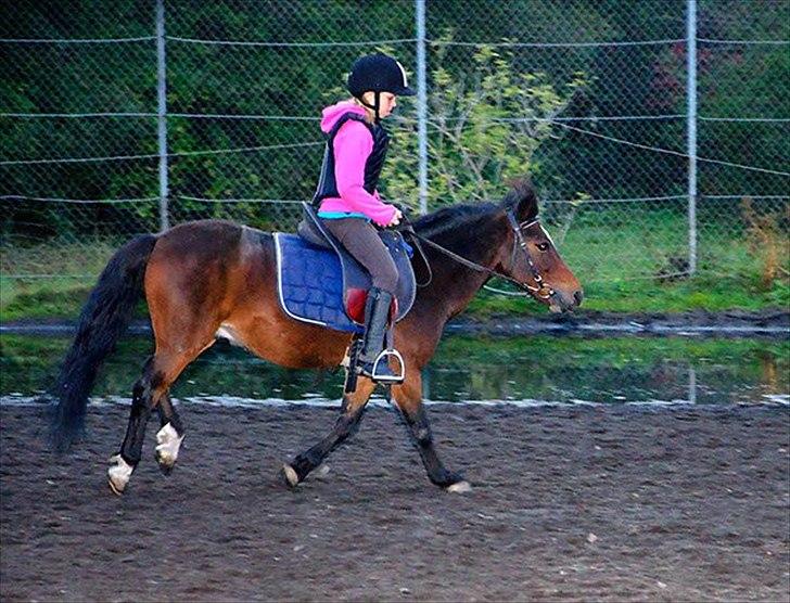 Anden særlig race Raptus*Passer* - 10) I ridetimen :) Hat tabt stigbøjlen og vi har lige galopperet!! :) billede 10