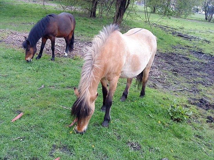 Anden særlig race Metle(rideskolepony) billede 7