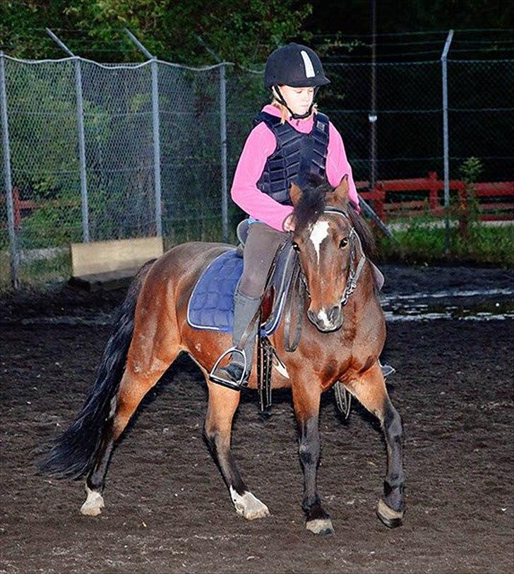 Anden særlig race Raptus*Passer* - 13) Nurh hvor er du smuk min lille powni!!<3 billede 13