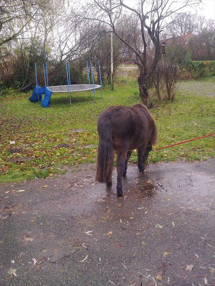 Anden særlig race Tindals Kenai   solgt billede 10