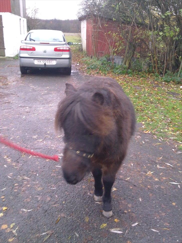 Anden særlig race Tindals Kenai   solgt billede 11