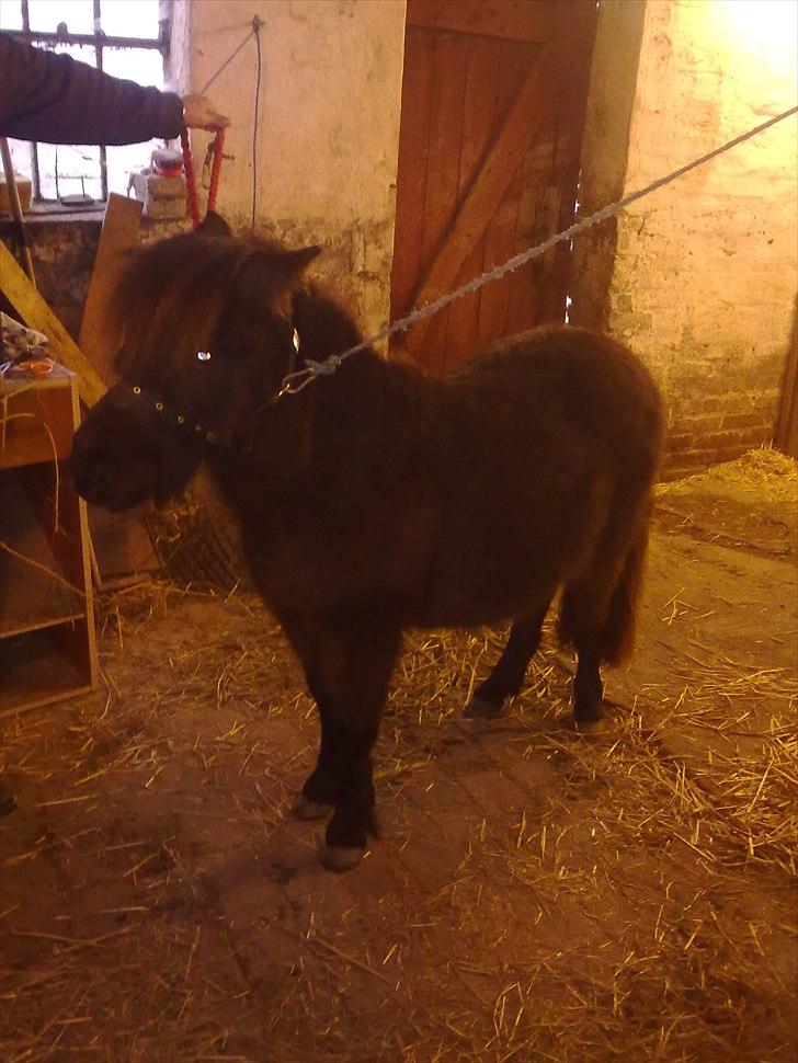 Anden særlig race Tindals Kenai   solgt billede 12