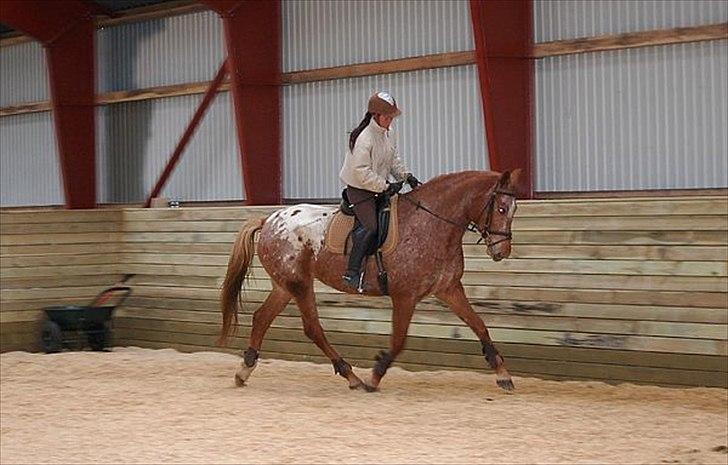 Knabstrupper Kjemsterups La Rokka - November 2010 efter 3 uger    sk foto billede 1