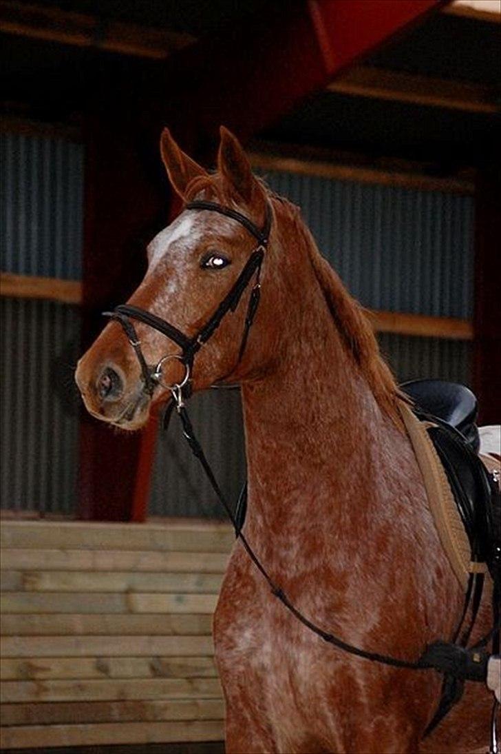 Knabstrupper Kjemsterups La Rokka - sk foto billede 2