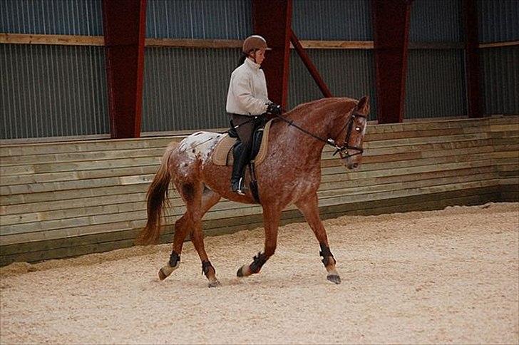 Knabstrupper Kjemsterups La Rokka - sk foto billede 3