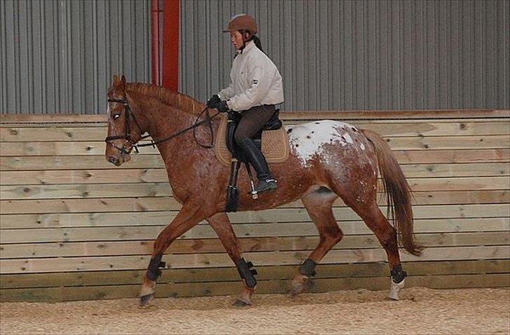 Knabstrupper Kjemsterups La Rokka - sk foto billede 4