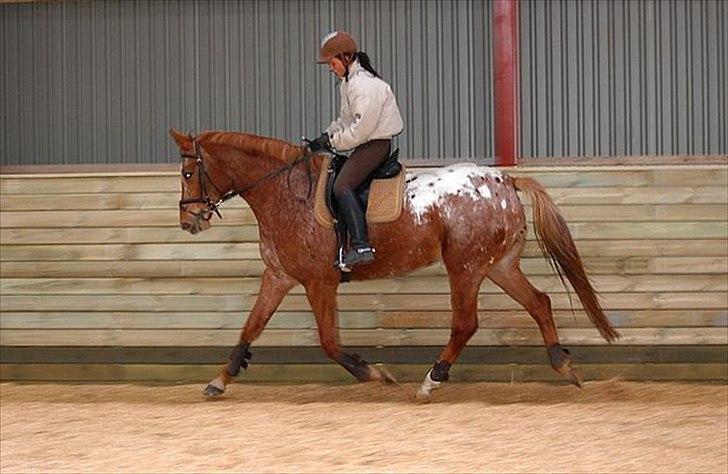 Knabstrupper Kjemsterups La Rokka - sk foto billede 5