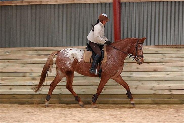 Knabstrupper Kjemsterups La Rokka - sk foto billede 6