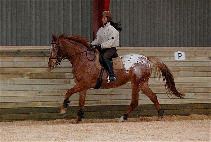 Knabstrupper Kjemsterups La Rokka - sk foto billede 7