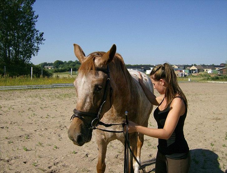 Knabstrupper Kjemsterups La Rokka billede 9