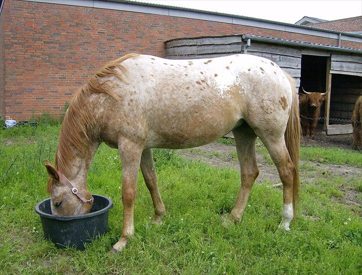 Knabstrupper Kjemsterups La Rokka - Ved gamle ejer billede 10