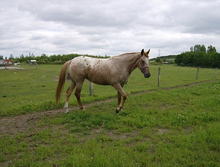 Knabstrupper Kjemsterups La Rokka billede 12