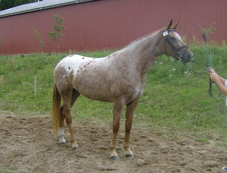 Knabstrupper Kjemsterups La Rokka billede 13