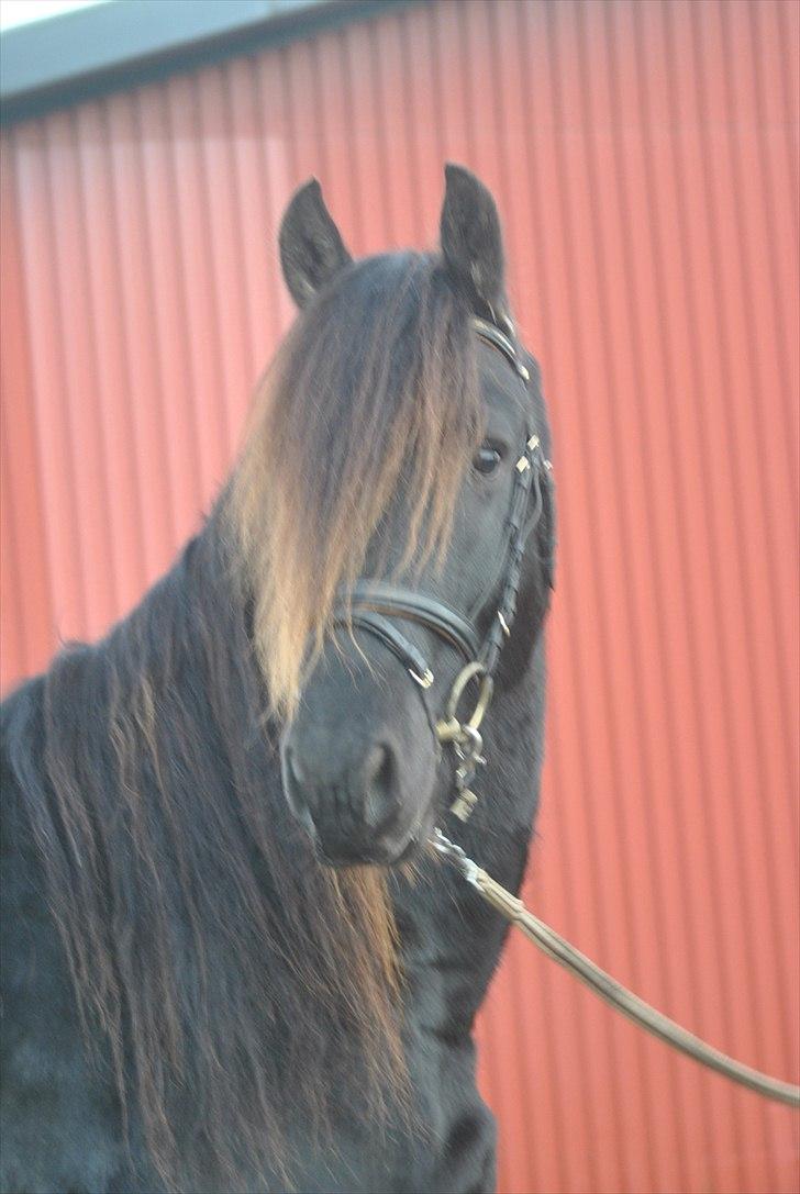 Frieser Frits billede 1