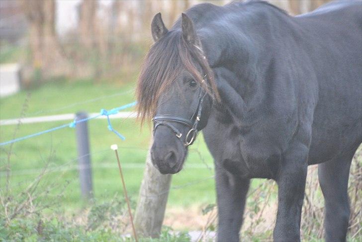 Frieser Frits billede 2