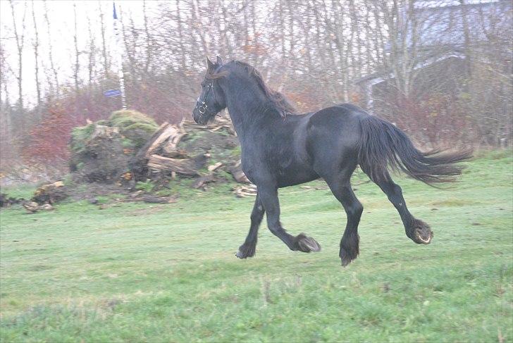 Frieser Frits billede 3