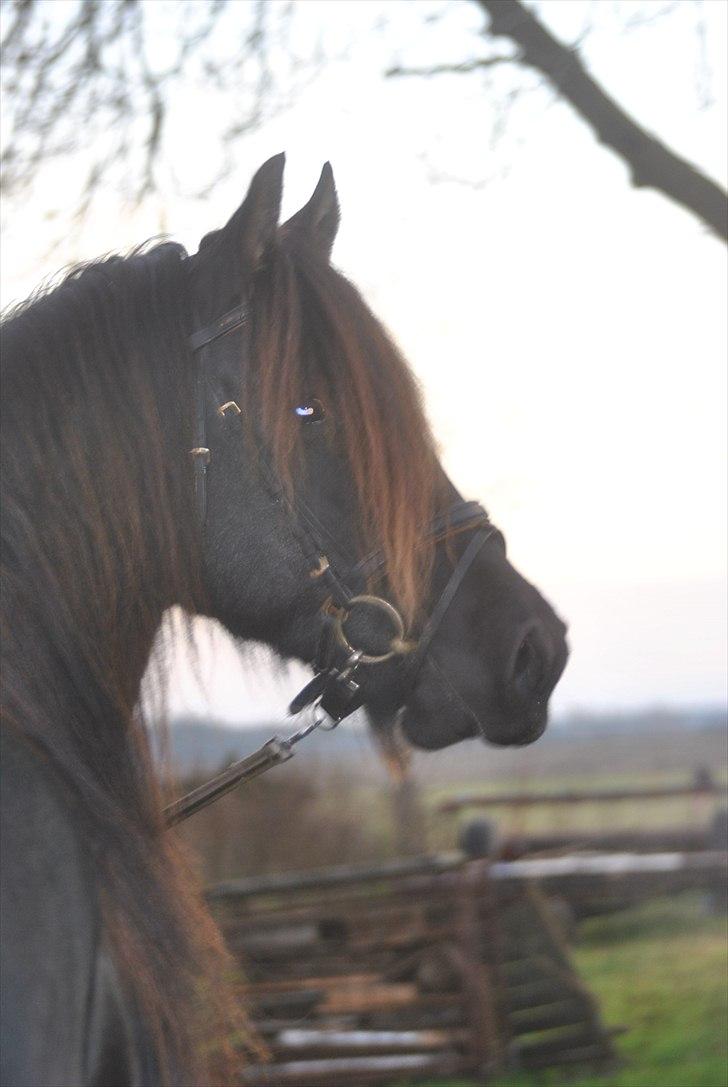 Frieser Frits billede 4