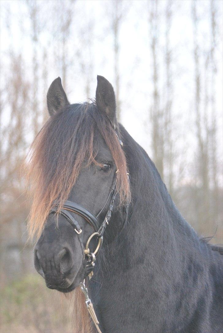 Frieser Frits billede 5