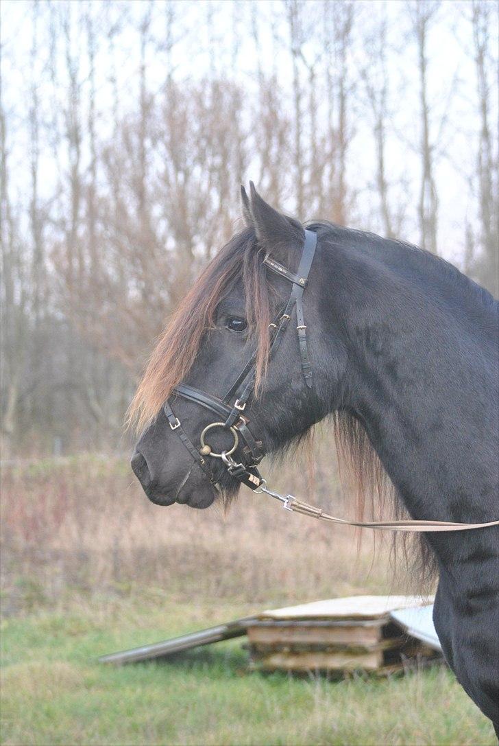 Frieser Frits billede 6