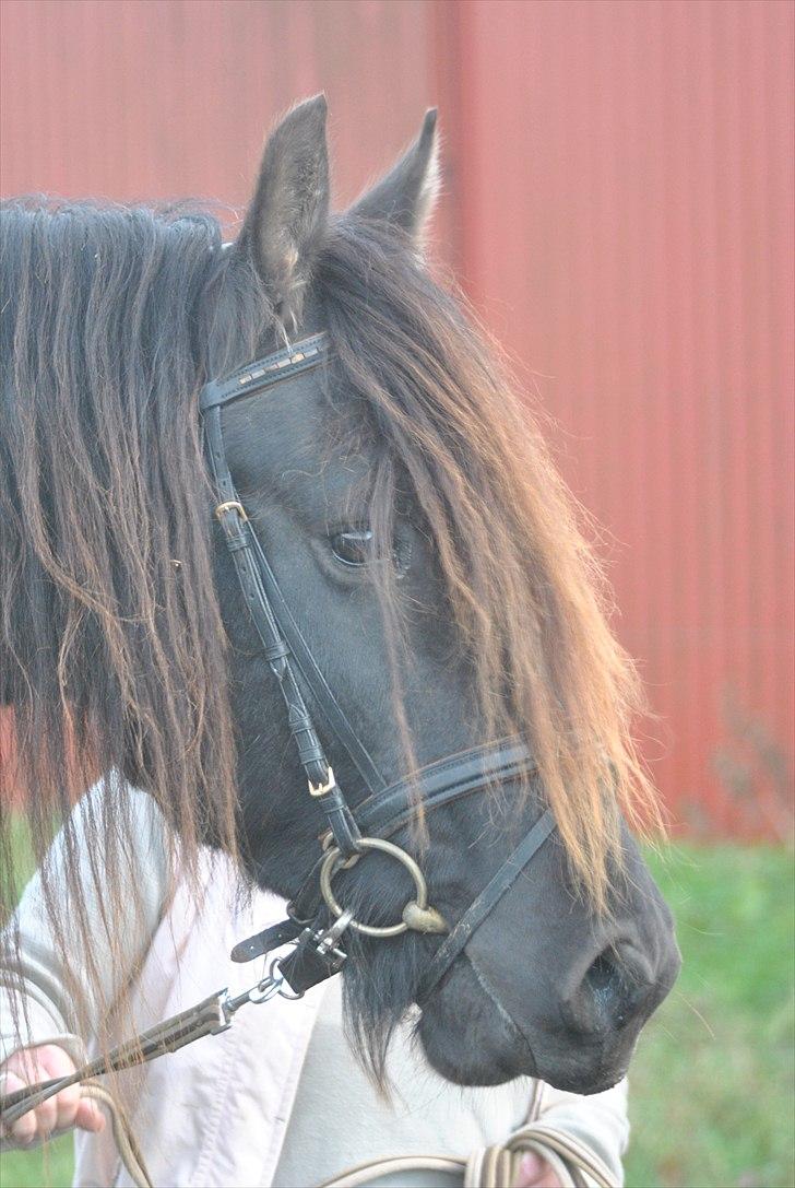 Frieser Frits billede 7