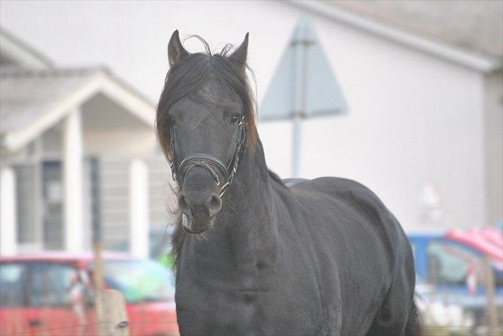 Frieser Frits billede 8