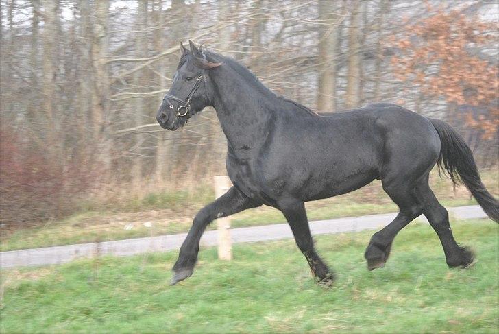 Frieser Frits billede 9