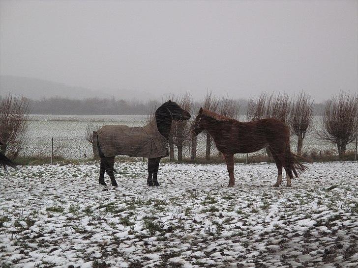 Anden særlig race l l Ponyo Chusteau [Ponyfis] - Ponyo og hans bedste ven Rinaldo i året første sne. Foto: Pia - November 2010 billede 18