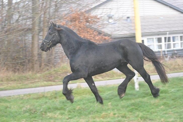 Frieser Frits billede 10