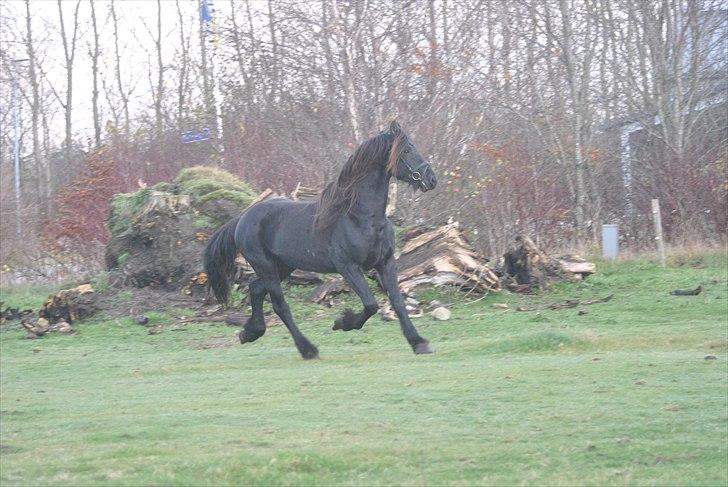 Frieser Frits billede 11