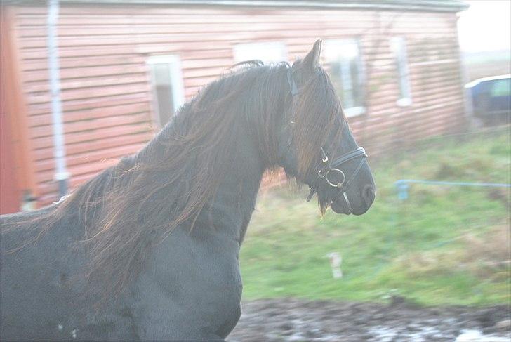 Frieser Frits billede 12