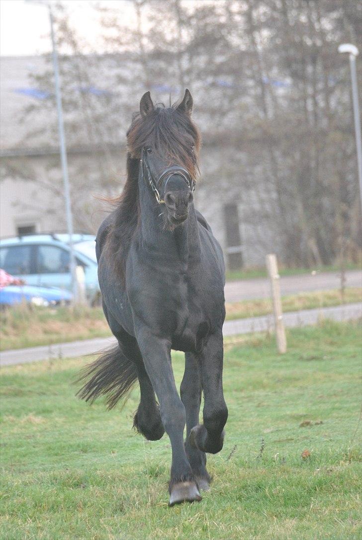 Frieser Frits billede 13