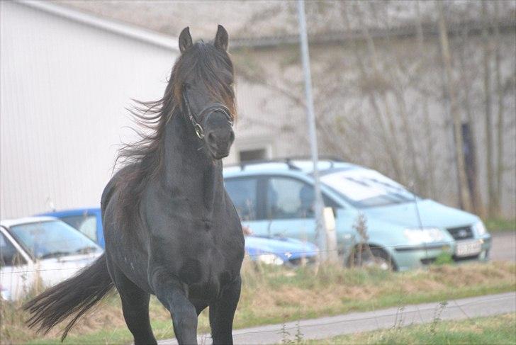 Frieser Frits billede 14