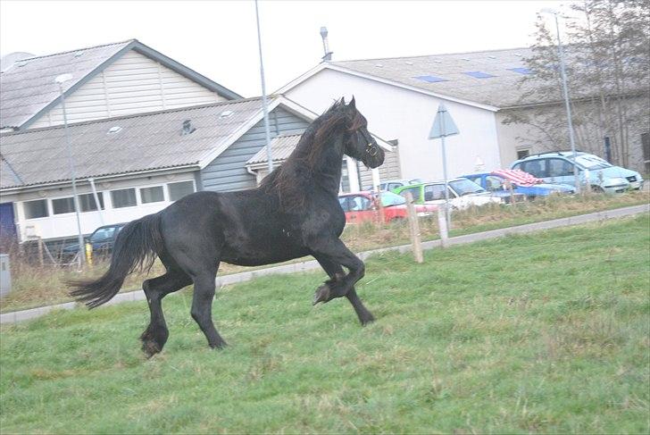 Frieser Frits billede 15