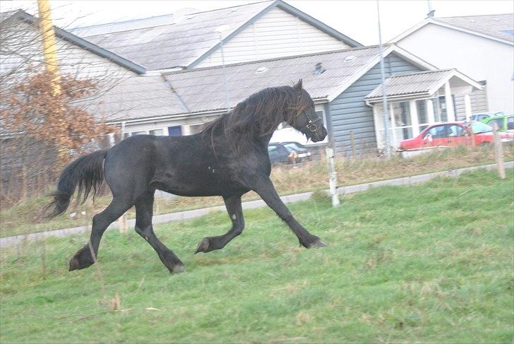 Frieser Frits billede 16