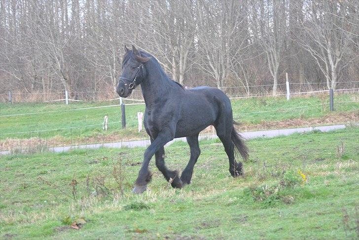 Frieser Frits billede 17