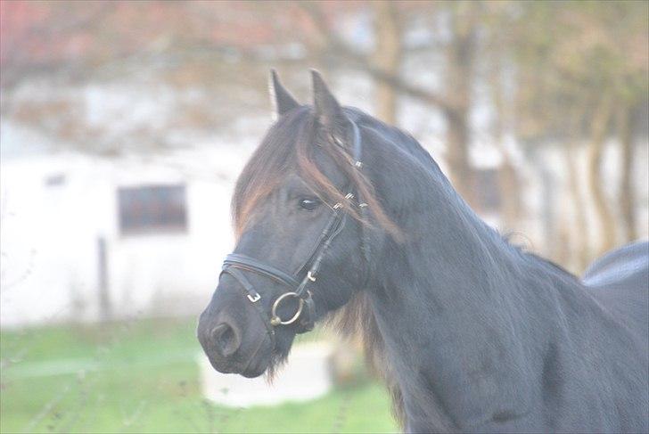 Frieser Frits billede 18