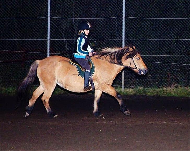 Anden særlig race Metle(rideskolepony) billede 8